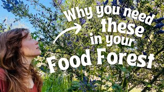 Demystifying Nitrogen Fixation to Create a SelfSufficient Food Forest