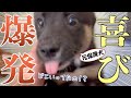 飼い主と５日間会えなかった生後3ヶ月の元保護犬…再会の瞬間が可愛すぎる！