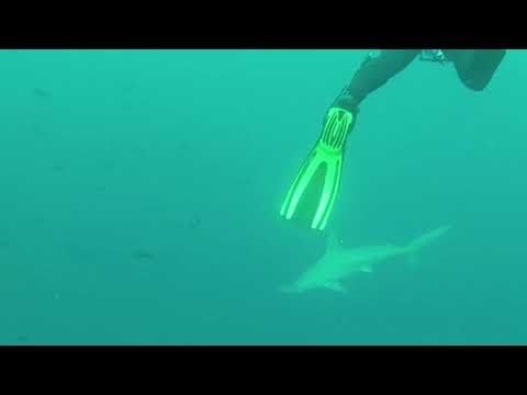 galápagos-islands,-ecuador---hammerhead-sharks-@-gordon-rocks