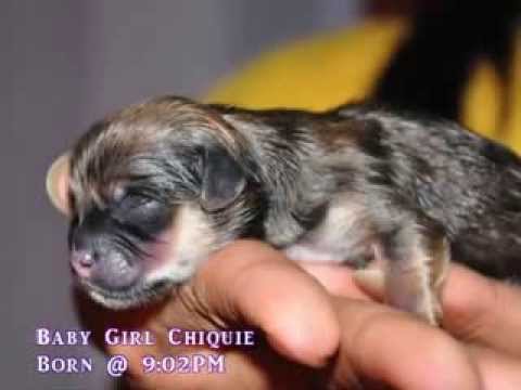 lhasa apso pregnancy