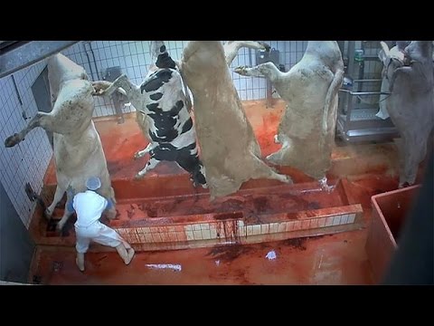 Avrupa'daki kesimhanelerde hayvanlara eziyet mi ediliyor