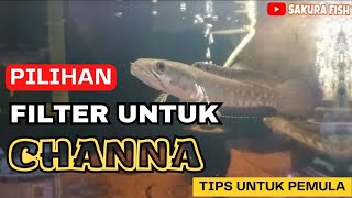 CHOOSING A CHANNA FISH AQUARIUM FILTER TO PRODUCE CLEAR AQUARIUM WATER #aquariumfilter #aquarium