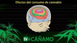 ¿Cuáles son los efectos del consumo de cannabis? Cáñamo TV