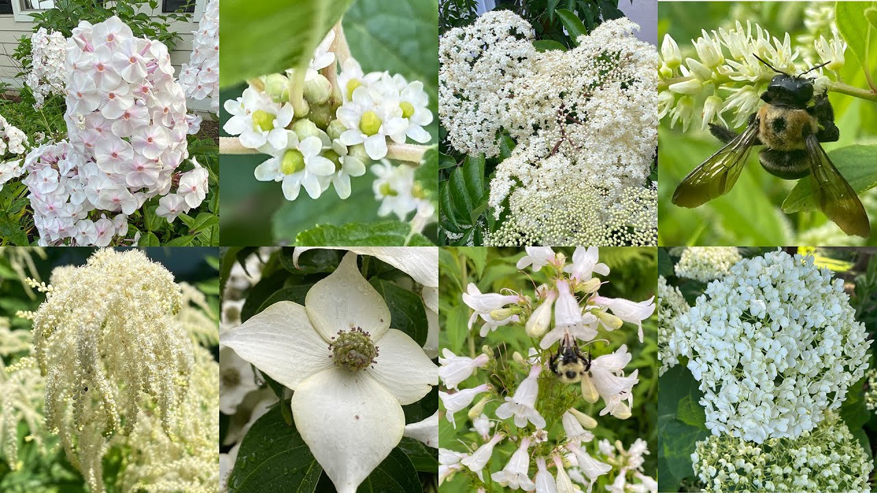 Purple Flowers That Bloom In June Purple Flowers That Bloom In June