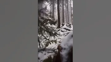 Real Proof That Yeti Actually Exist Explorer Got Attacked By Yeti In The Mountains Shorts 