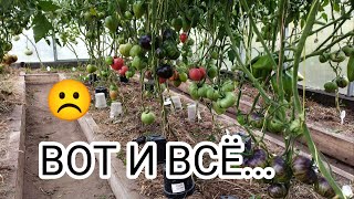 картинка: Последний обзор томатов! 😭😭😭 Выхода нет!