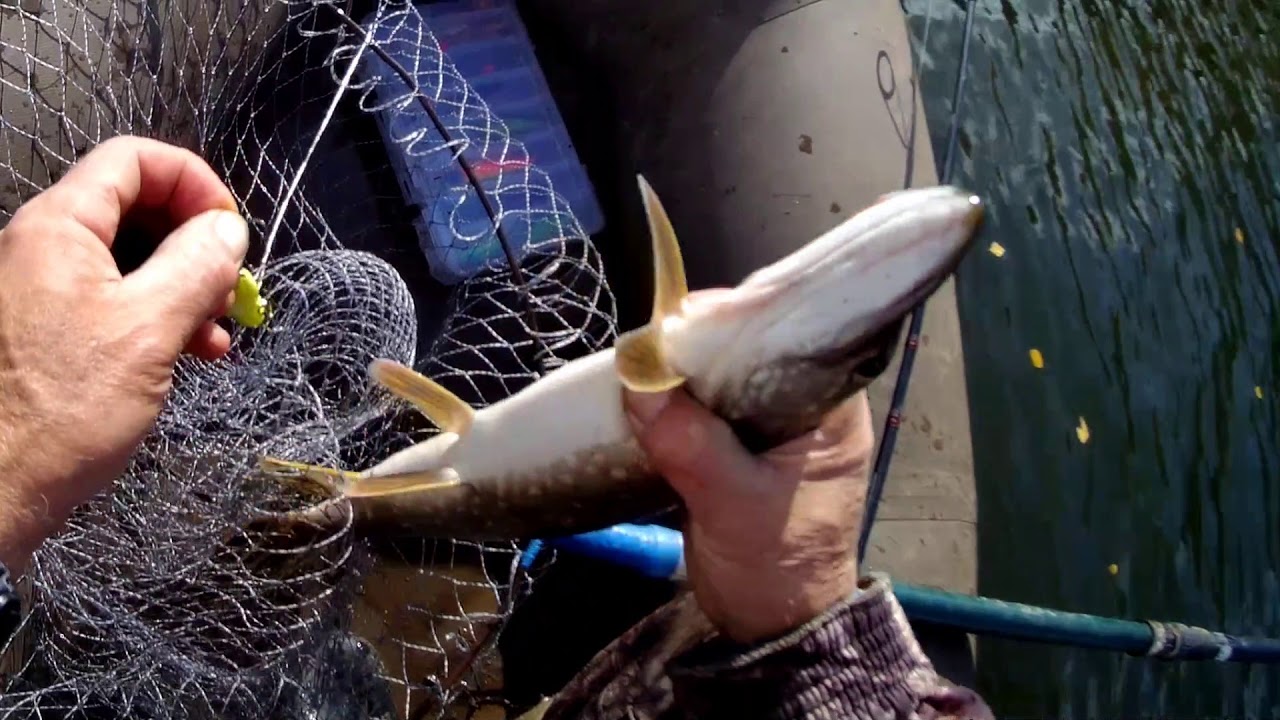 Щука в пруд, чтобы карась не дремал. - YouTube