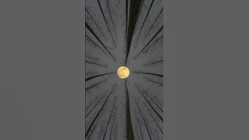 The Moon Through the Trees: A Magical Sight
