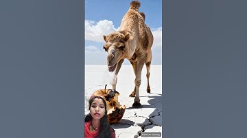 The camel saved the apple tree from drying up by watering it.😭#ai #tree #save #camel