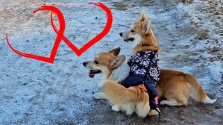 Corgi's love by Sid Woodstock 156 views 1 year ago 25 seconds