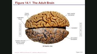 SEXTON BIOL 2401 BRAIN PART 1 SEXTON BIOL 2401 BRAIN PART 1