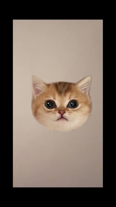 Котята мяуканье это кошек мяуканье#котята#littlekittens#мяуканье - YouTube