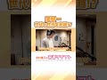 関智一、プリンセスを熱演!?#shorts