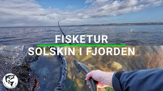 Havørred 🐟 Fiskeri 🎣 med solskin og fisk i fjorden ☀️