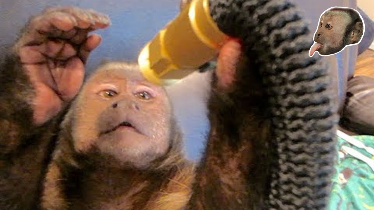 Capuchin Monkey Unboxes Magic Water Hose! YouTube