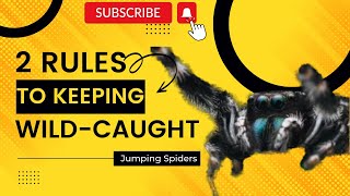 The 2 Rules You HAVE to Know About Keeping Wild Caught Jumping Spiders as Pets🕷🌸🕸🕷😍