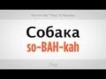 How to Say "Dog" in Russian | Russian Language