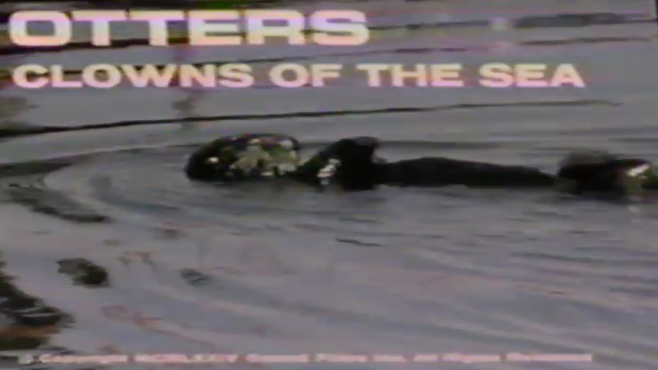 OTTERS CLOWNS OF THE SEA (1992) — Educational Favorites 