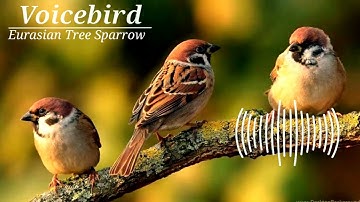Eurasian Tree Sparrow