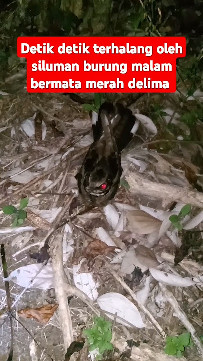 Detik detik terhalang oleh siluman burung malam bermata merah delima #shorts #short #reels