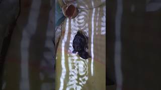 Celebrity NEWLY HATCHED EASTER EGGER #chicken #heritage #nativechicken Net Worth