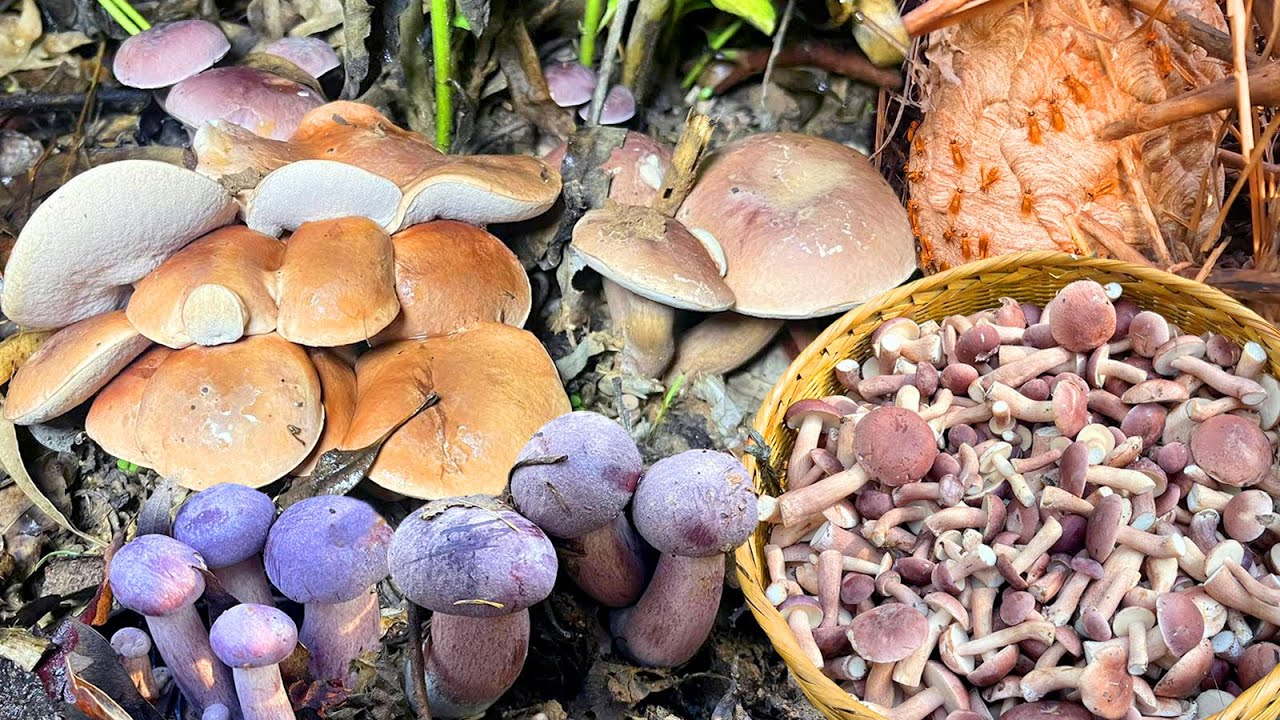 เข้าหมายเก่าเก็บเห็ดผึ้งขมยูคา สะออนดอกใหญ่ๆ หมานเต็มต่า