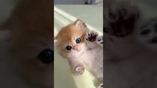 أب يهدي ابنته أجمل قطة على الإطلاق 😻🎁 #اكسبلور