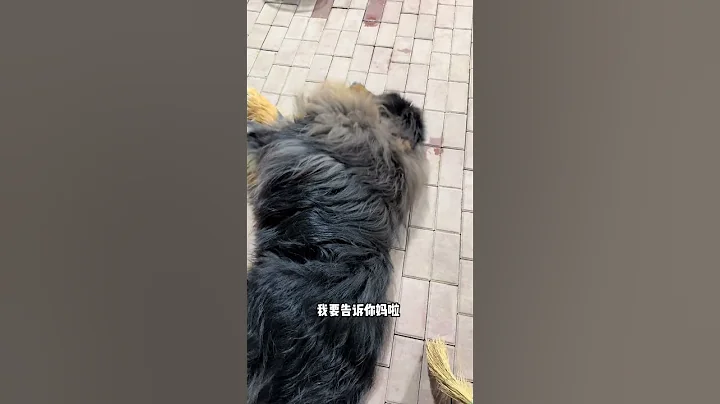 🐶媽媽的威力永遠不容小覷！ #dog #pets #藏獒 #加布 #萌寵 #寵物 #tibet #tibetanmastiff #shortsvideo - 天天要聞