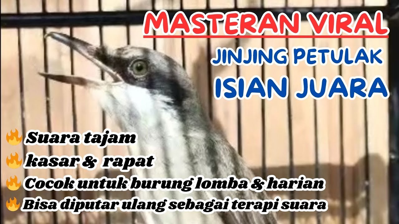 MASTERAN VIRAL JINJING PETULAK ISIAN JUARA