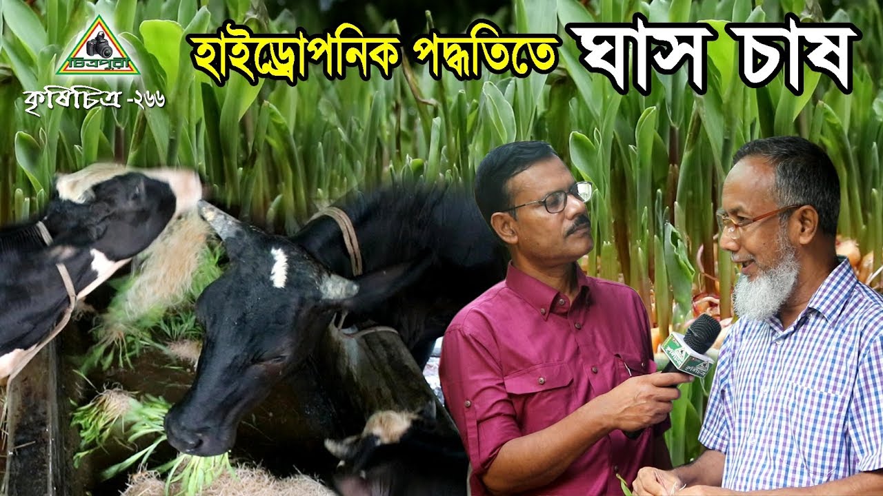 Krishi Chitra-266 হাইড্রোপনিক পদ্ধতিতে ঘাস চাষ করে  গাভী গরু পালনে লাভবান ঢাকার খামারী । গরুর খামার