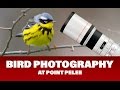 Bird Photography at Point Pelee - Festival of Birds 2016 - DAY 3