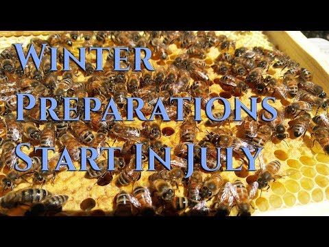 Video: What Preparations For The Winter To Do In July