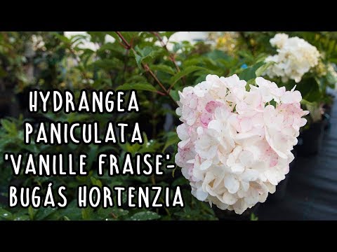 Videó: Hortenzia Vanilla Frazi: ültetés és gondozás, fotók, méretek, felkészülés a télre, vélemények