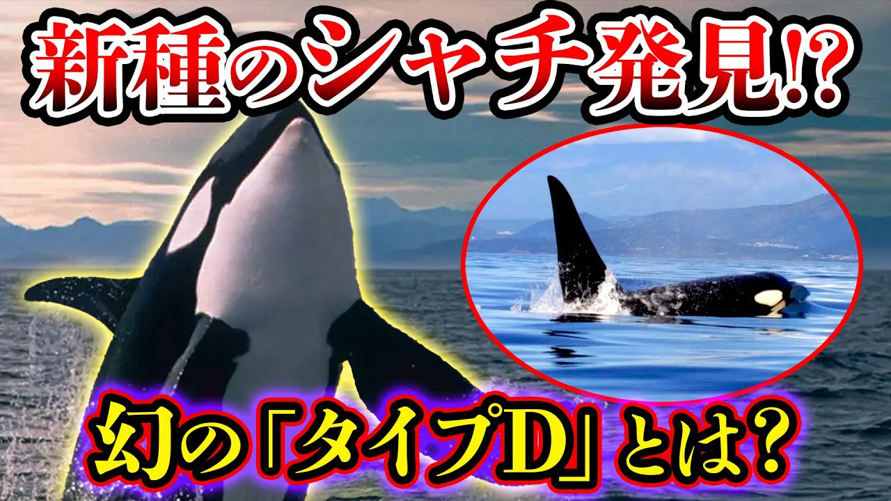 【ゆっくり解説】新種の可能性!? 最近発表された全く異なるタイプのシャチと最新研究でわかった海のギャングシャチの生態 - YouTube