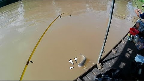 Điểm câu Huyền thoại mồi mới cực nhạy cá basa tra vồ /I just need fished rice