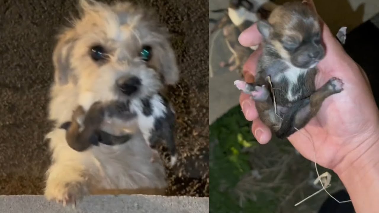 The mother dog begged me to save her puppies Watch the Rescue Team's ...