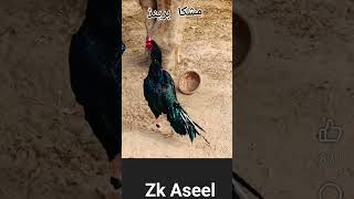 1 k like#birds #foryou #viralvideo #aseel mushka#zk 602 #toptrending #viralvideos #getviral
