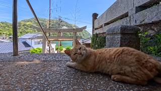 神社の日陰で休む猫をナデたら…甘えモード全開で癒しが止まらない🐱⛩️
