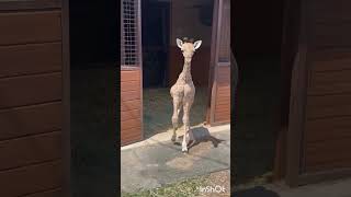 Before & After Animals Growing Up. Amazing Animal Transformation