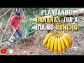 COMO PLANTAR MUDAS DE BANANA, DIA DIA NA CHACARA | episódio 41