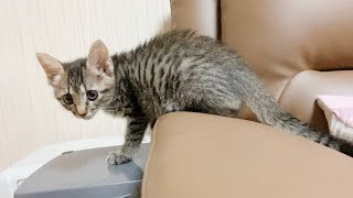 子猫が恐竜になりました...【保護猫】