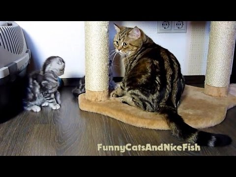 let's-play-together-!-funny-mom-cat-and-her-cute-kittens