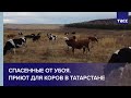 Спасенные от убоя. Приют для коров в Татарстане