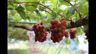 ぶどう 楽天市場】【ふるさと納税】【あおさく農園】3種の種なしぶどうセット