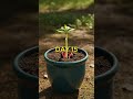 Hibiscus Flower Variety Bloom | Relaxing Tropical Flowers Timelapse 🌿✨ #natureshorts #youtubeshorts