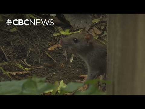Why more mice and rats are getting into homes — and how to keep them out