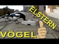 Die ELSTER 💖 Schlaue Vögel