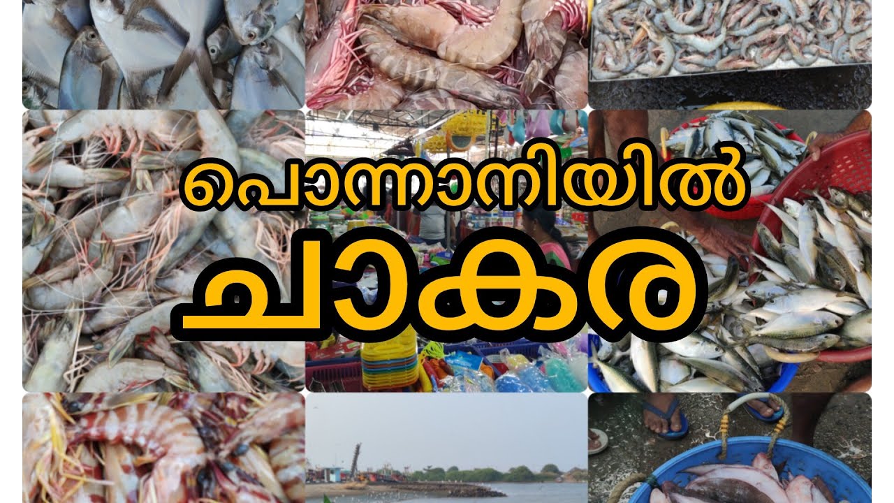 ponnani fishing harbour പൊന്നാനിയിൽ ചാകര മീൻ ലേലം ചെയ്തു വാങ്ങാം വിലക്കുറവിൽ