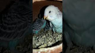 Budgie bird egg hatching Chicks Growth Day 27 #Viral #Shorts