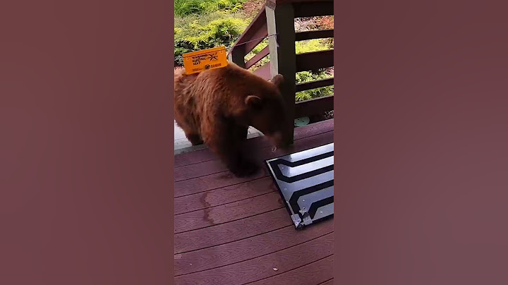 Curious bear is ZAPPED by electric mat ⚡️